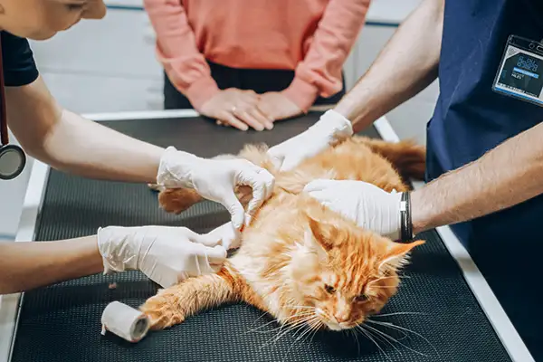 Mon chat n’urine plus, l'anurie du chat