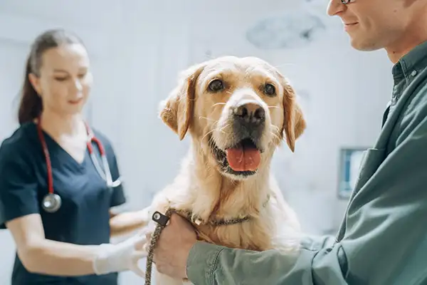 Vomissement hémorragique chez le chien