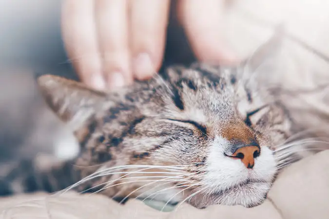 Urgences VETERINAIRES Lyon 24h/24