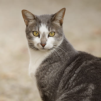 Urgence Vétérinaire CHAT