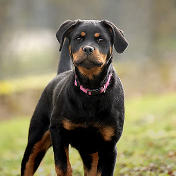 Urgence Vétérinaire CHIEN