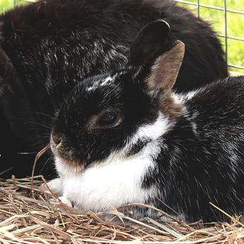 Urgence VETERINAIRE lapin