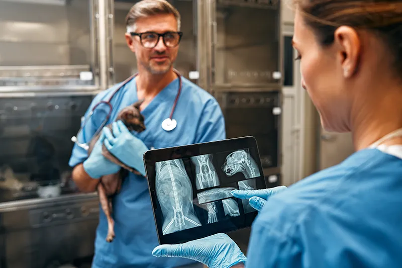 Urgences VETERINAIRES Lyon 24h/24