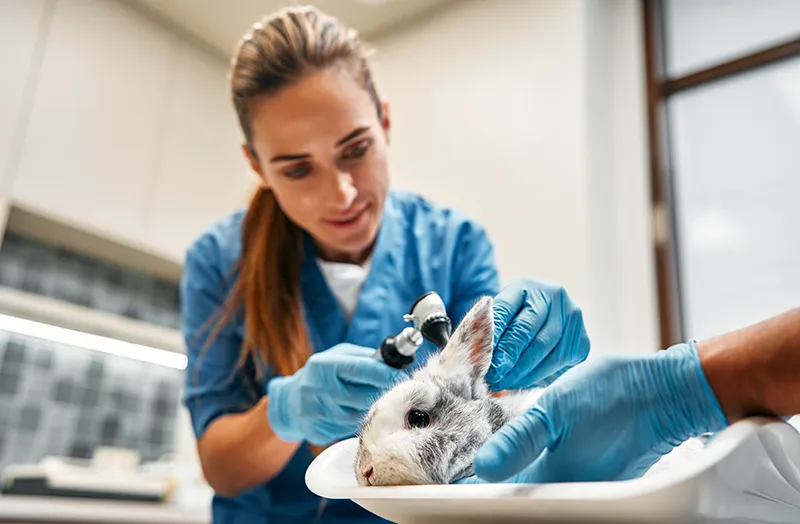 Urgences VETERINAIRES Lyon 24h/24