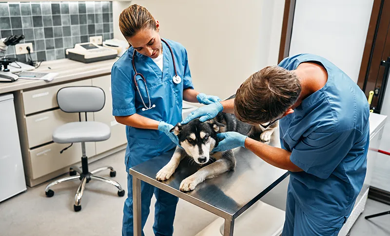 Urgences VETERINAIRES Lyon 24h/24