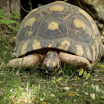 Urgence VETERINAIRE tortue