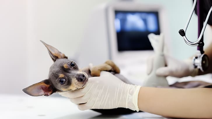 Reconnaître une urgence vétérinaire