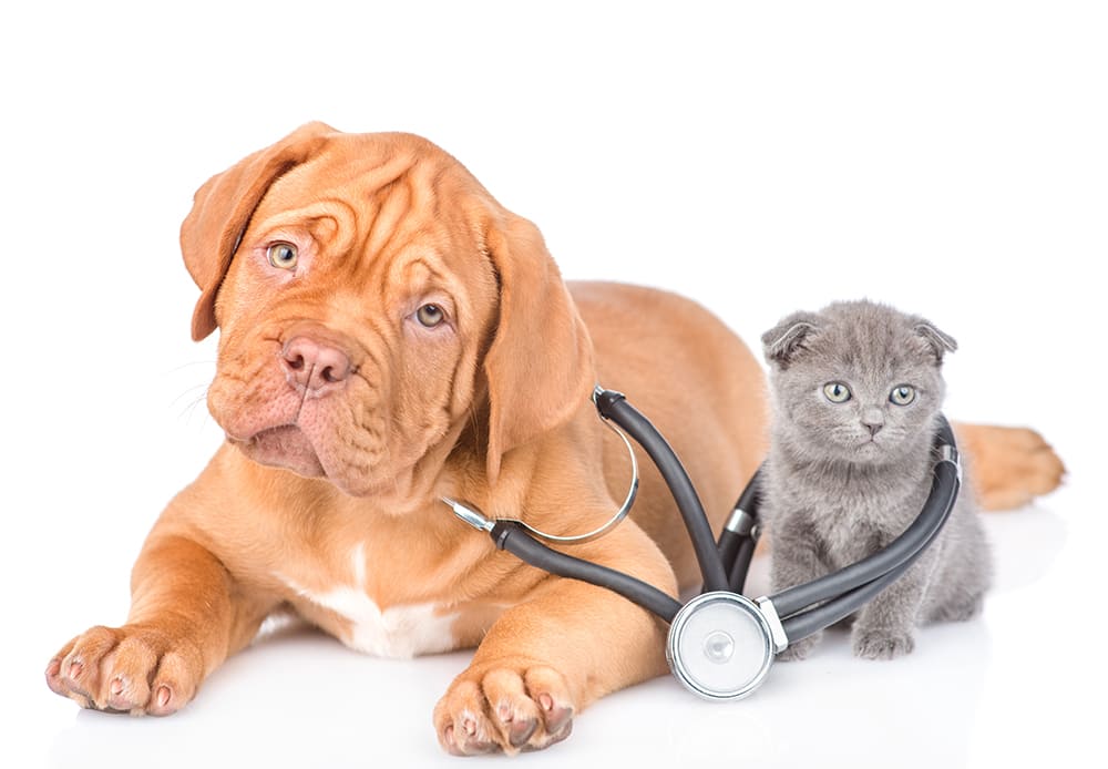 Urgences VETERINAIRES Lyon 24h/24