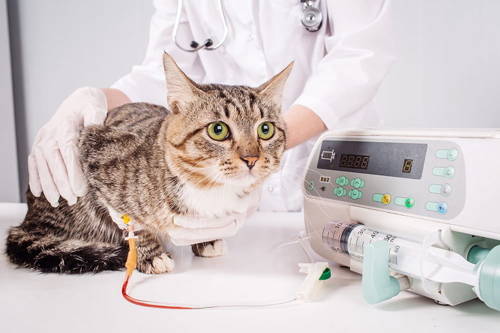 Urgences VETERINAIRES Lyon 24h/24