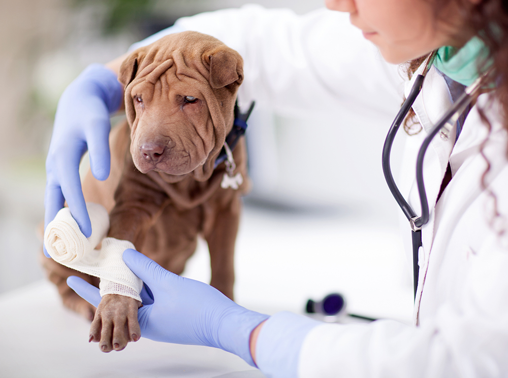 Urgences VETERINAIRE Lyon | Un hôpital à Lyon ?